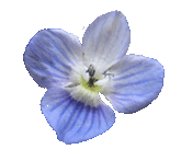 blueflower